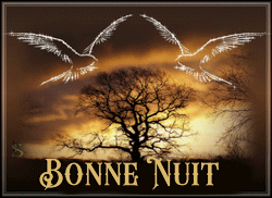 bonne nuit oiseaux